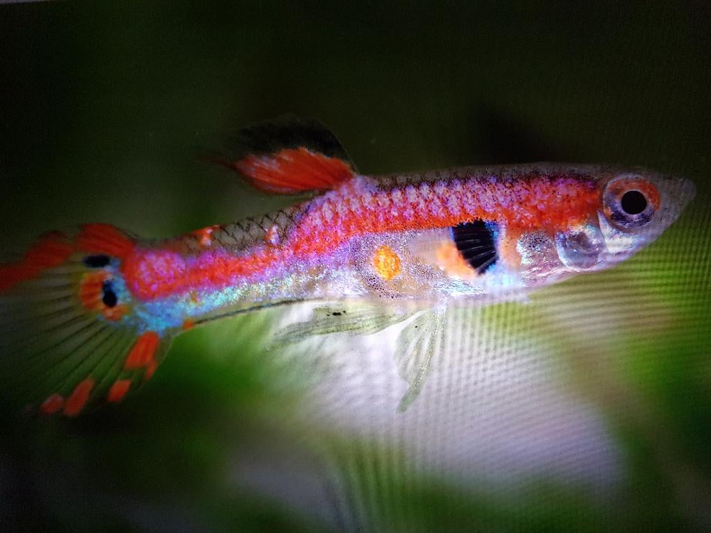 Te koop 6 gezonde ENDLER GUPPEN mannetjes & vrouwtjes z mooi, Dieren en Toebehoren, Vis, Zoetwatervis, Schoolvis