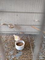 Mutatie, dubbel pastel sijs, Dieren en Toebehoren, Vrouwelijk, Wildzangvogel, Geringd