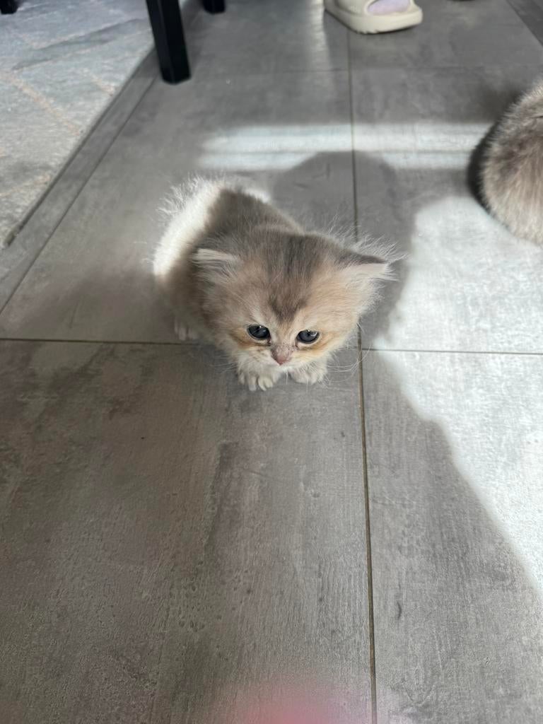 Britse korthaar mannetje!, Dieren en Toebehoren, Katten en Kittens | Raskatten | Korthaar, Meerdere dieren, Met stamboom