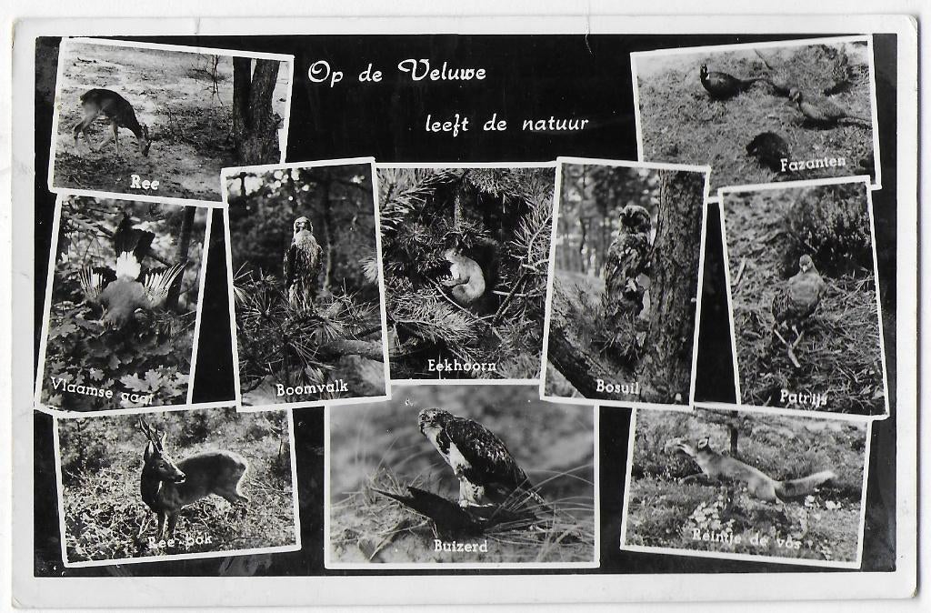 Veluwe Oude Gelopen Ansichtkaart ( B3531 ), Ophalen of Verzenden, 1960 tot 1980, Gelopen, Gelderland