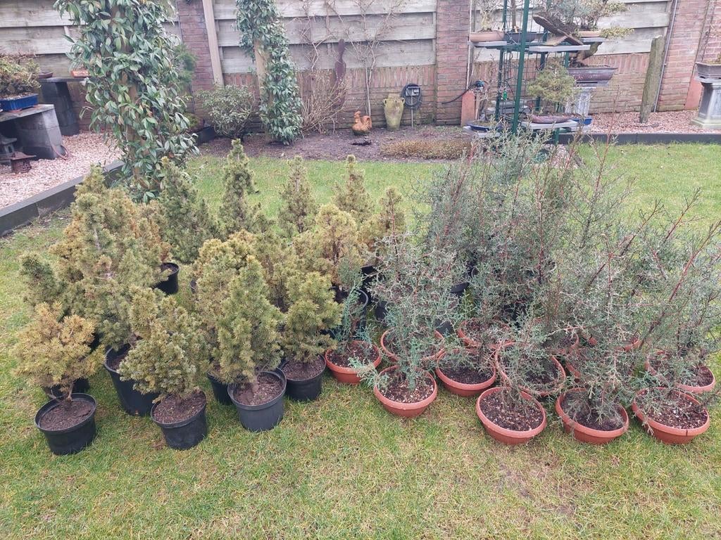 Bonsai startmateriaal, Ophalen, Overige soorten, Minder dan 100 cm