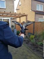 Koppel Takla sierduiven (maken salto's), Meerdere dieren, Tuimelaar of Roller