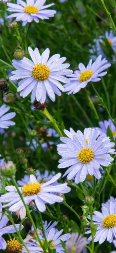 Te koop pol vaste plant Kalimeris ‘Madiva’ zomeraster, Ophalen, Overige soorten, Volle zon