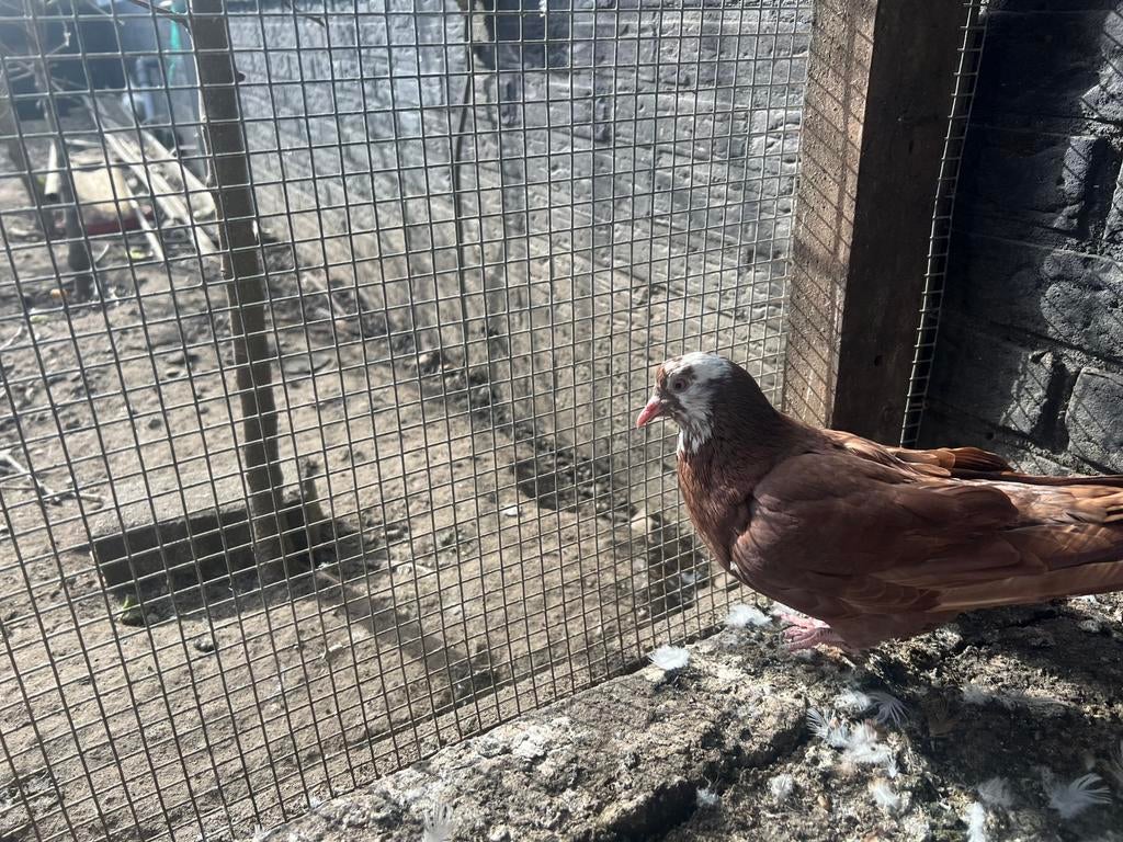 Duiven, Geslacht onbekend, Postduif