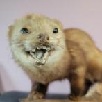 Opgezette Steenmarter op Tak, Ophalen of Verzenden, Gebruikt, Wild dier, Opgezet dier