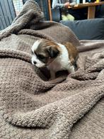 Shih tzu pups te koop, Parvo, 8 tot 15 weken, Meerdere, Nederland