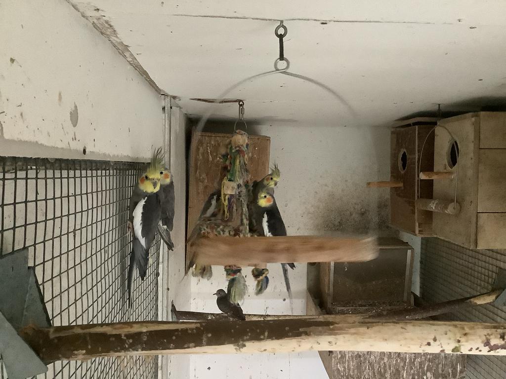 Te koop 3 wildkleur valkparkieten, Meerdere dieren, Parkiet