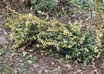 Plant struik wintergroen Euonymus fortunei Blondy, Ophalen of Verzenden, Overige soorten, Struik, Minder dan 100 cm