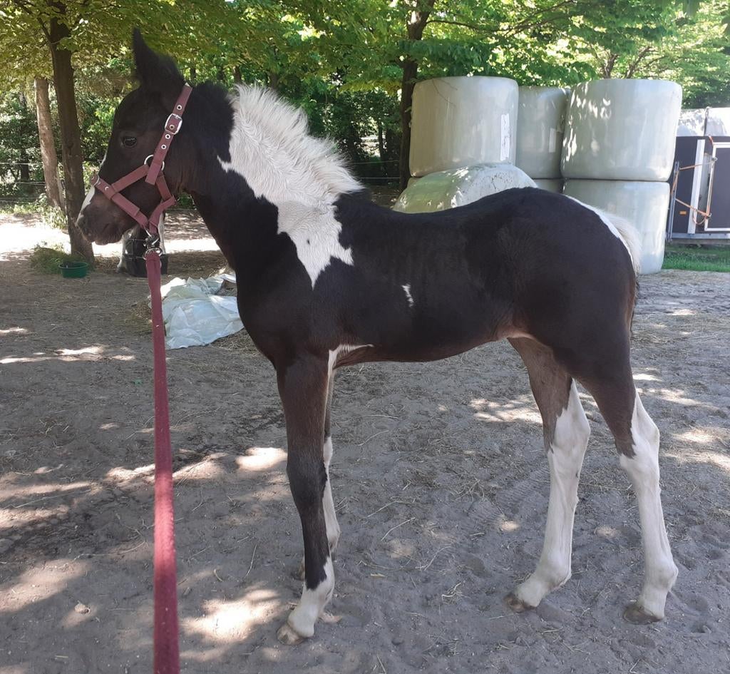 Barock pinto merrie., Dieren en Toebehoren, Merrie, Minder dan 160 cm, 0 tot 2 jaar