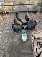 Broedeieren, Dieren en Toebehoren, Geslacht onbekend, Kip