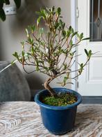 Satsuki Azalea Matsunami Bonsai, Bloeit niet, Halfschaduw, Minder dan 100 cm, Overige soorten