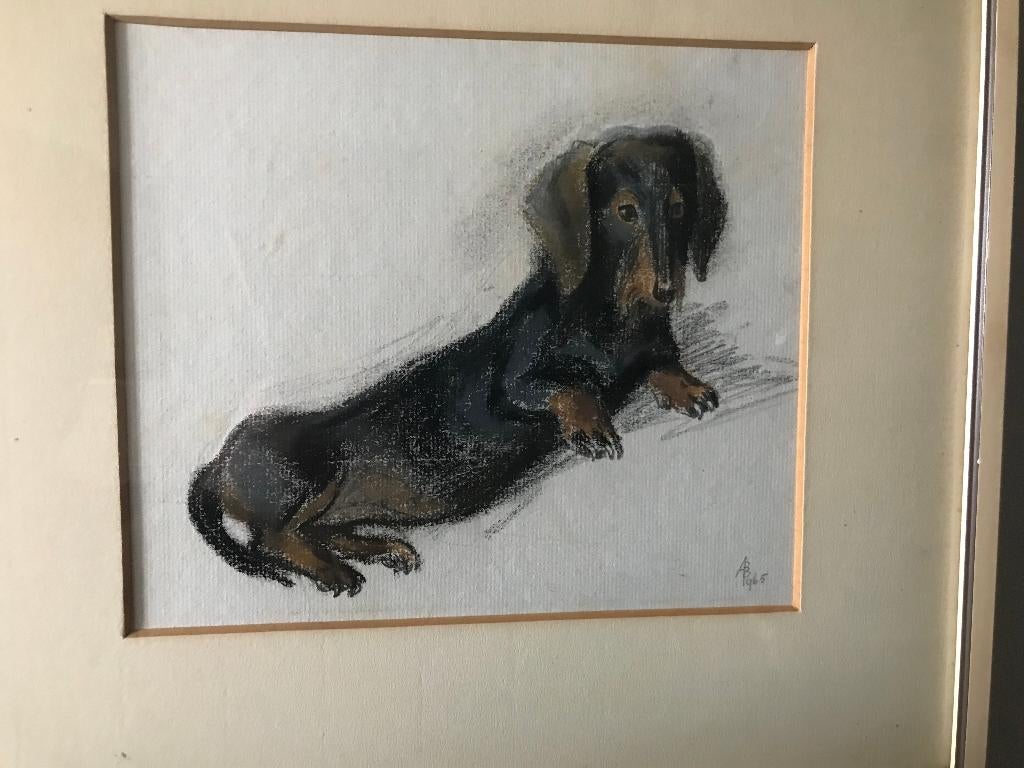 tekening teckel dashond 1965, Ophalen of Verzenden