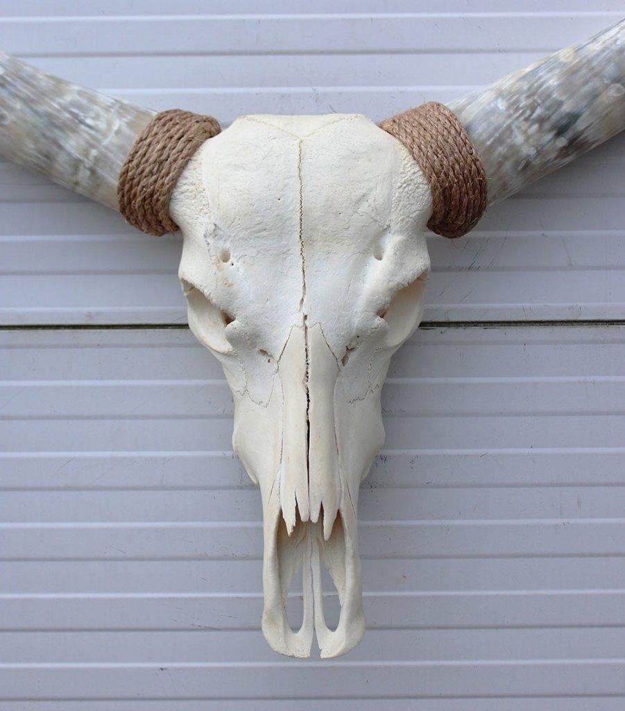 Grote schedel TEXAS STYLE LONGHORN 120 cm - ref. H, Verzamelen, Dierenverzamelingen, Ophalen, Nieuw, Boerderijdier, Schedel