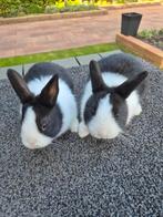 Jonge hollanders, Dieren en Toebehoren, Meerdere dieren, Klein, 0 tot 2 jaar