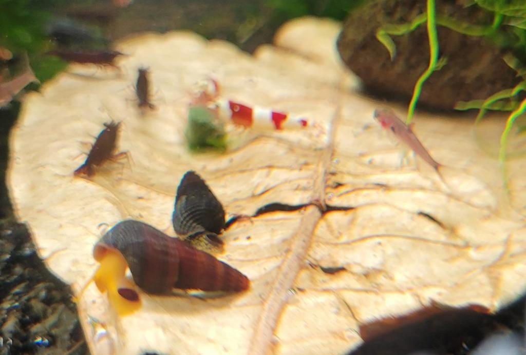 Hobbyaquarium Tylomelania sp Sulawesi slakken oranje, Dieren en Toebehoren, Slak of Weekdier, Zoetwatervis, Schoolvis