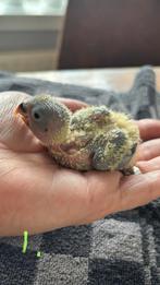 Agapornis roseicollis kuikens, Dieren en Toebehoren, Vogels | Parkieten en Papegaaien, Geslacht onbekend, Dwergpapegaai of Agapornis