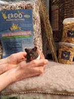 Syrische hamsters super lief en super tam., Hamster, Februari, Mannelijk, Tam