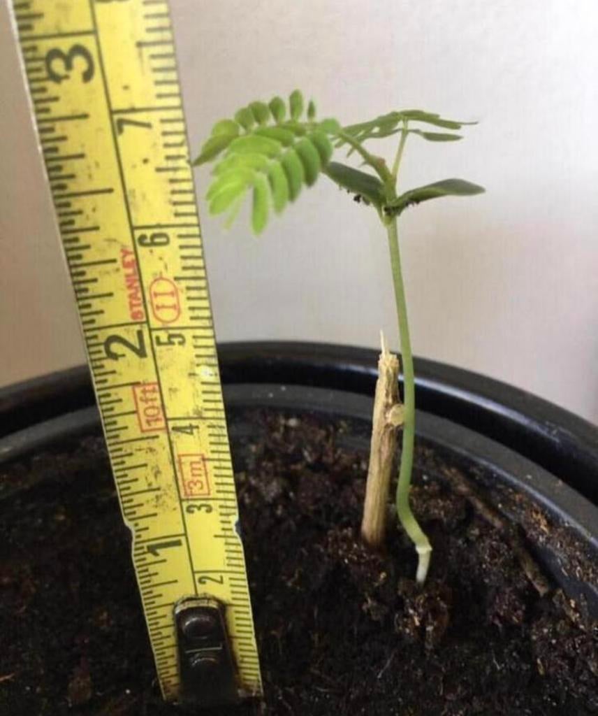 Biologische Albizia Julibrissin rozea Perzische slaapb.zaden, Tuin en Terras, Ophalen of Verzenden, Gehele jaar, Volle zon, Zaad