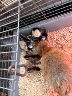 wyandotte kuikens kriel, Dieren en Toebehoren, Pluimvee, Geslacht onbekend