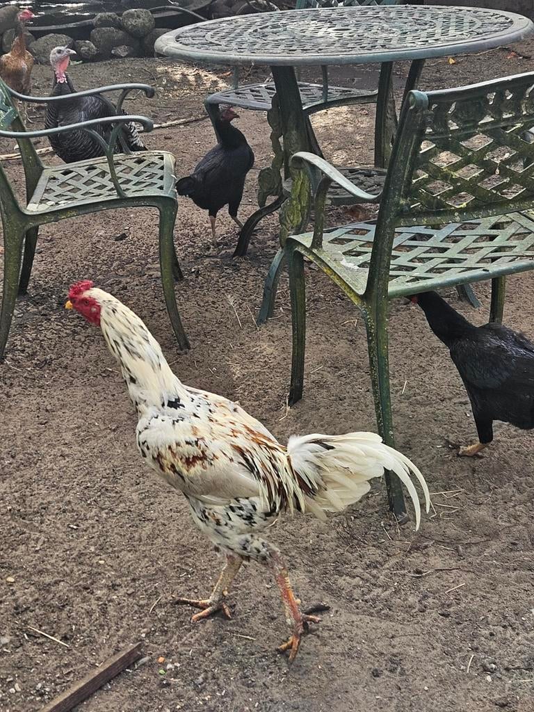 Mooie grote Shamo, Dieren en Toebehoren, Pluimvee, Mannelijk, Kip