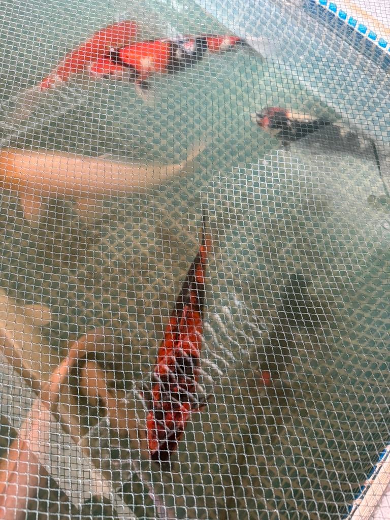 Diverse Japanse koi kapers, Dieren en Toebehoren, Vissen | Vijvervissen, Karper of Koi
