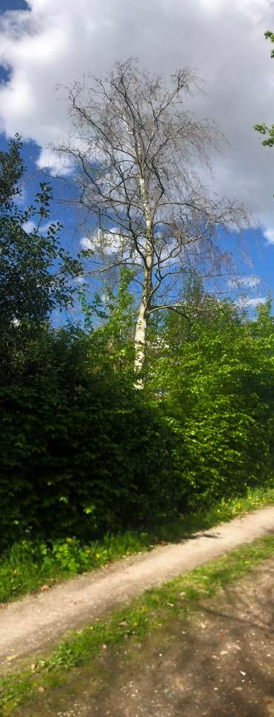 Berkenboom berk voor haardhout kachelhout, Tuin en Terras, Haardhout, Minder dan 3 m³, Ophalen, Berkenhout, Stammen