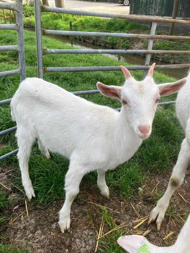 Witte geit, Dieren en Toebehoren, Vrouwelijk, Geit, 0 tot 2 jaar