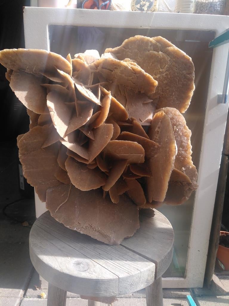 Grote Woestijnroos, Ophalen