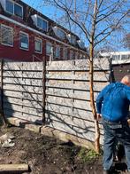 Gratis berk berkenboom, Overige soorten, Lente, 400 cm of meer, Ophalen