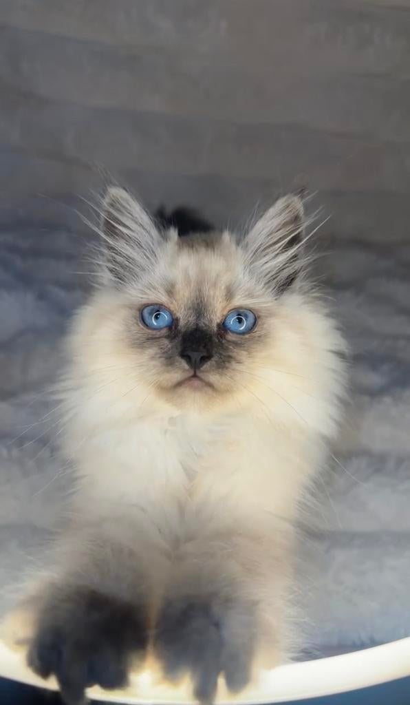 Ragdoll kitten direct beschikbaar, Kater, Ontwormd, 0 tot 2 jaar