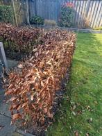 Haag rode beuk, Ophalen, Beukenhaag, 100 tot 250 cm