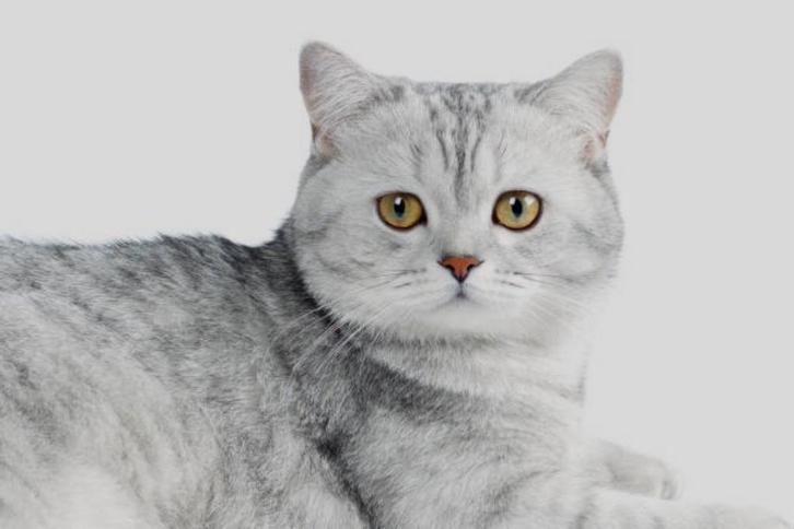 Britse korthaar, Dieren en Toebehoren, Katten en Kittens | Raskatten | Korthaar, Kater, 0 tot 2 jaar, Ontwormd, Ingeënt