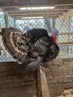 Brons vleugel kalkoenhaan, Mannelijk, Kalkoen