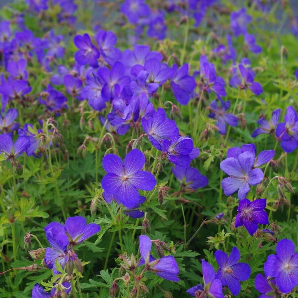Geranium 'Brookside' / Ooievaarsbek P9 pot, Ophalen of Verzenden, Overige soorten, Halfschaduw