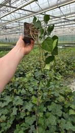Hedera Hibernica - klimop - Helix - 70cm rank, Vaste plant, Ophalen of Verzenden, Bloeit niet, Halfschaduw