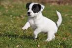 Te koop lieve kleine laagbenige Jack Russel pups., Parvo, Jack Russell Terriër, 8 tot 15 weken, Meerdere