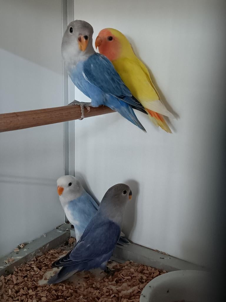 JONGE AGAPORNIS ROSEICOLLIS OM ZELF TAM TE MAKEN., Meerdere dieren, Dwergpapegaai of Agapornis, Geringd