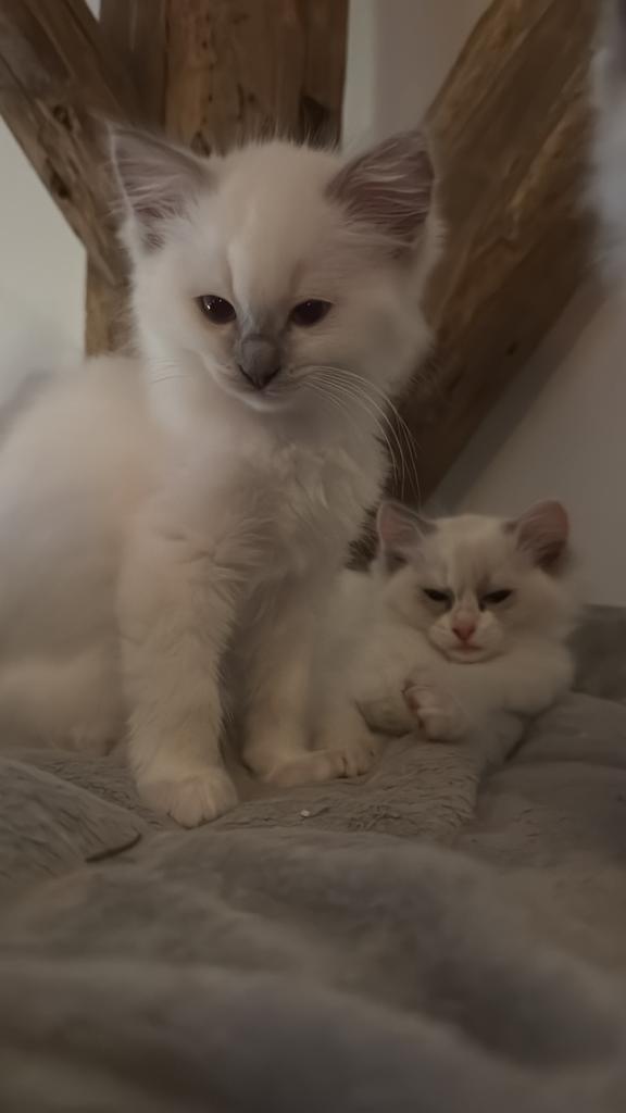 🐱 Ragdoll kittens – Cattery Geesberg Dream Ragdolls, Dieren en Toebehoren, Katten en Kittens | Raskatten | Langhaar, Meerdere dieren