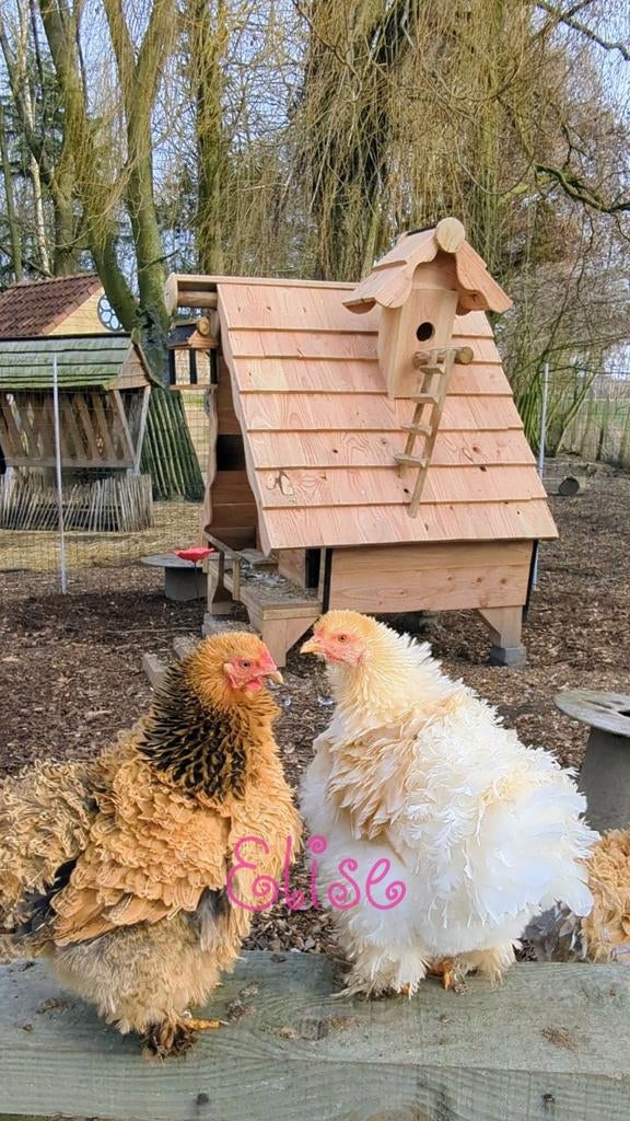 Broedeieren krul brahma kippen, Dieren en Toebehoren, Kip