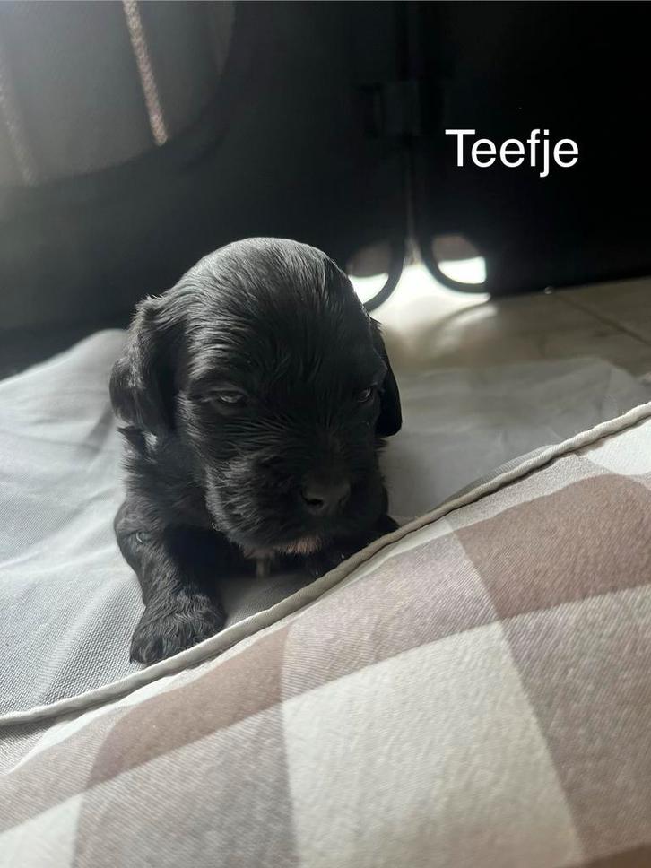 Prachtige Labradoodle pups zoeken een liefdevol thuis, Dieren en Toebehoren, Honden | Chihuahua's en Gezelschapshonden, Meerdere dieren