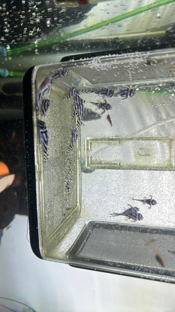 Bewezen kweekgroep L046, Vis