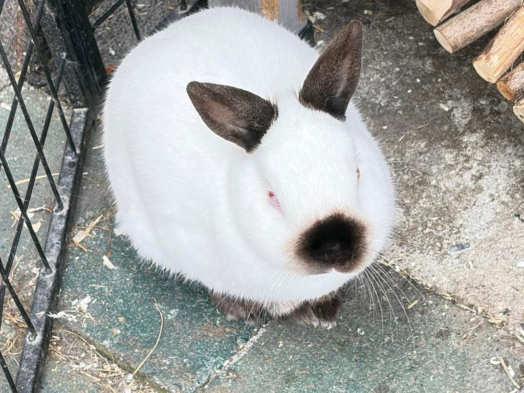 Gecastreerd rammetje zoekt nieuw huisje, Mannelijk