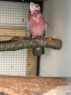 Bewezen roze kakatoe pop 2007, Dieren en Toebehoren, Vogels | Parkieten en Papegaaien, Vrouwelijk, Papegaai, Geringd