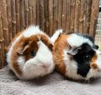 Cavia zeugjes Muffin & Pudding, Dieren en Toebehoren, Knaagdieren, Juni, Vrouwelijk, Cavia