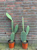Opuntia Ficus Indica, Huis en Inrichting, Kamerplanten, Ophalen of Verzenden, Minder dan 100 cm, Bloeiende kamerplant, Volle zon