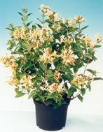 Geel/wit kamperfoelie heerlijk geurend, Ophalen of Verzenden, Zomer, Vaste plant, Klimplanten