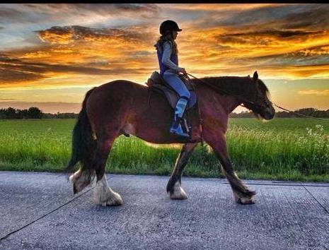 Grote Tinker irish cob ruin, Ruin, Recreatiepaard