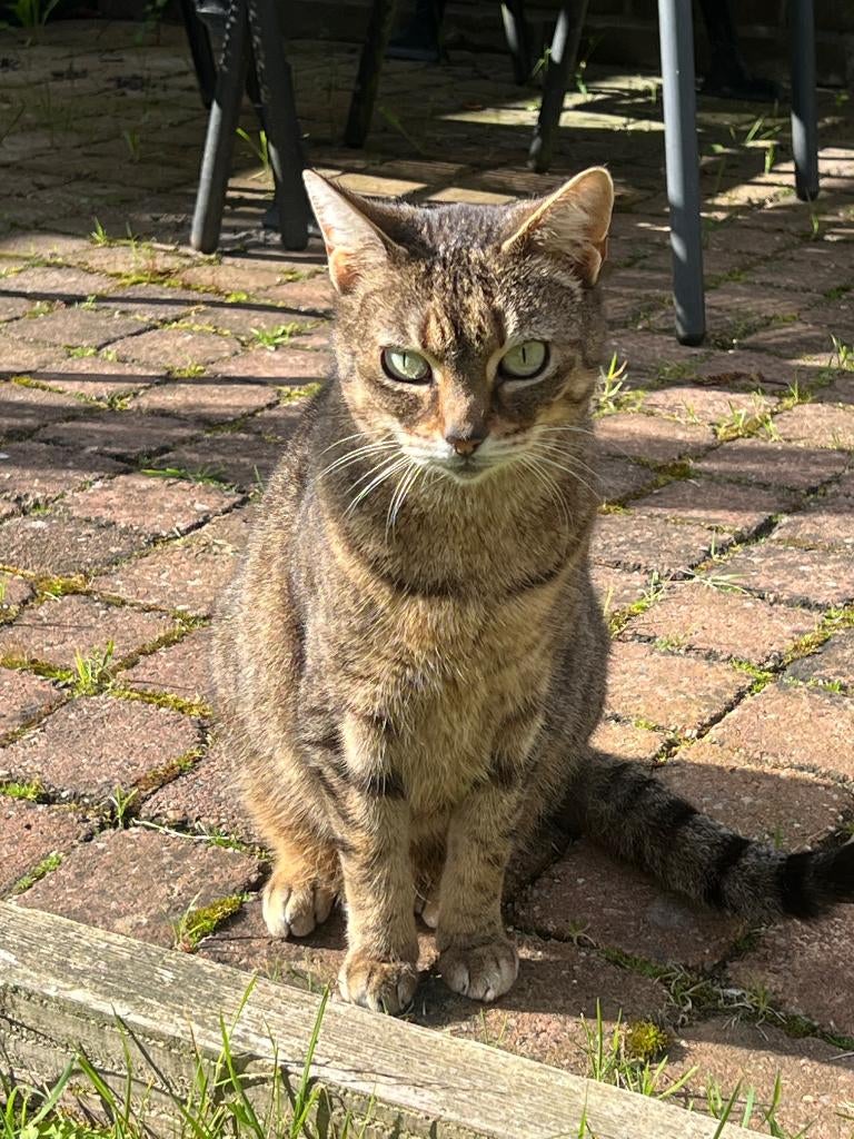 Pip zoekt een rustig en liefdevol huis, Dieren en Toebehoren, Poes, Gechipt, 6 jaar of ouder