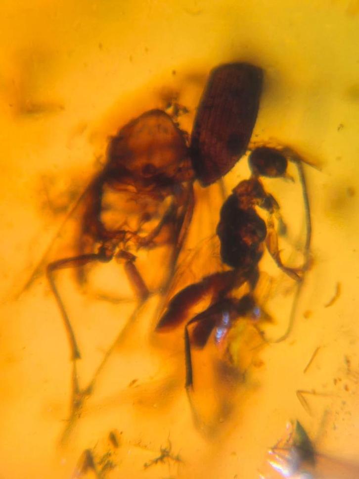 Birmees Amber (Y1) met insluiting van wesp/bij., Verzamelen, Mineralen en Fossielen, Fossiel, Verzenden