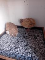 Jumbo kwartels, Meerdere dieren, Tropenvogel